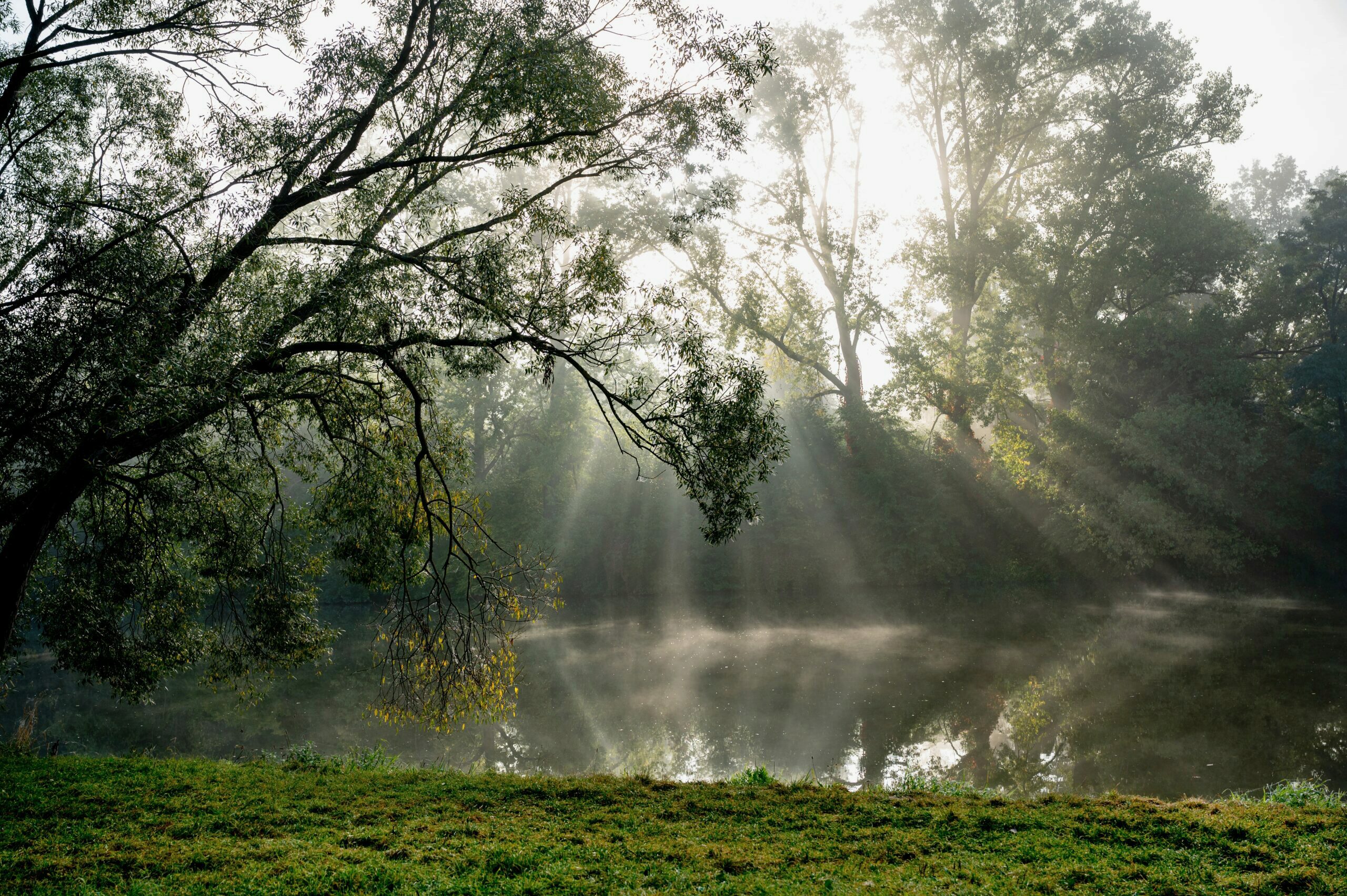 Undergraduate Concentration: Environmental, Social and Governance ...