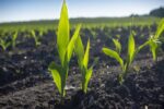 STock image of a green plant growing and beginning to peak through dirt on a field.