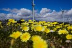 Yellow flowers dot a field with wind turbines in the background in front of a cloudy blue sky.