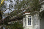 A large tree in front of a white building