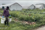 A worker holds two buckets and walks through a garden.