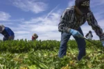 Migrant workers pick celery at a farm in Yuma, Arizona